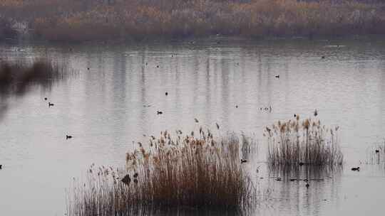 湿地水鸟芦苇景观