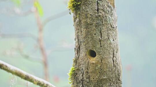 巨嘴鸟从树洞里伸出头