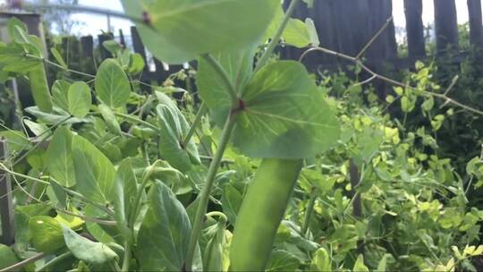 花田里成熟的绿色豌豆荚