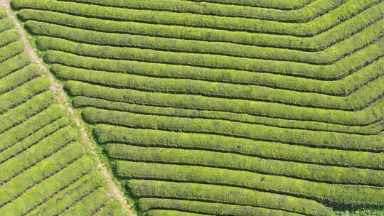 茶茶园茶山风光