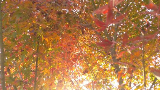 唯美秋景秋天里的红色枫叶