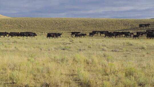 清晨蒙大拿州一群牛在草原上奔跑吃草