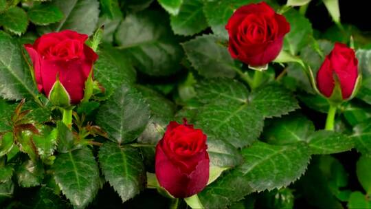 红玫瑰灌木花视频素材模板下载