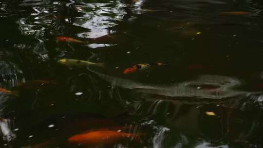 池塘锦鲤游动 金鱼荡起水波纹