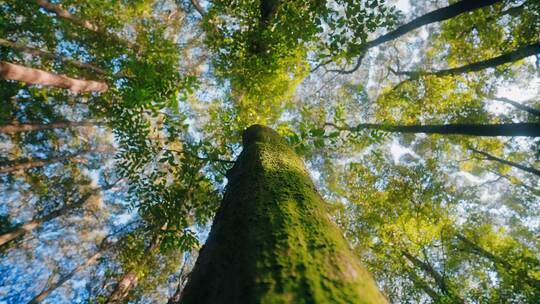 森林唯美树林光影森林大自然早晨生命春天视频素材模板下载