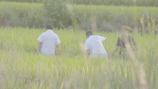 农民和水稻研究科研人员行走在田野科研基地