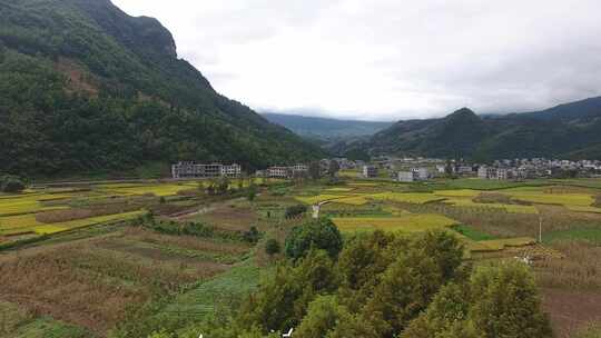 雷波马湖莼菜