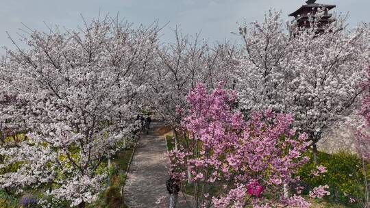 孤柏渡飞黄旅游区樱花园鲜花盛开