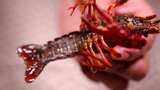 小龙虾身上的污渍刷洗小龙虾高清在线视频素材下载