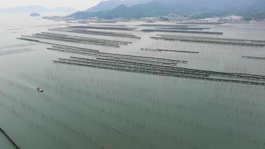 海洋养殖海带紫菜养殖航拍福建霞浦