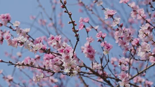 桃花枝叶空镜