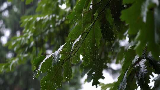 雨中带水珠的绿叶特写