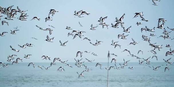 海岸成群的海鸟飞起