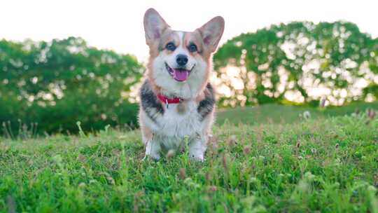 柯基犬，狗，宠物，犬