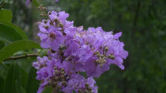 下雨天紫色花朵