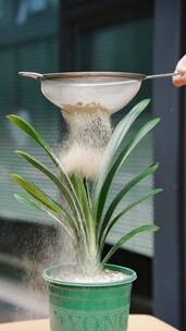 植物肥料骨粉