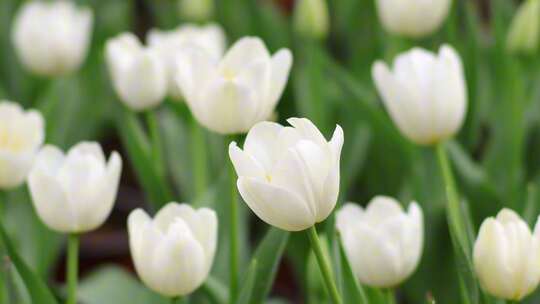 南宁青秀山上的郁金香花盛开特写空镜