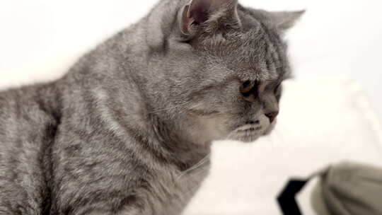 手机拍摄的沙发上的猫咪