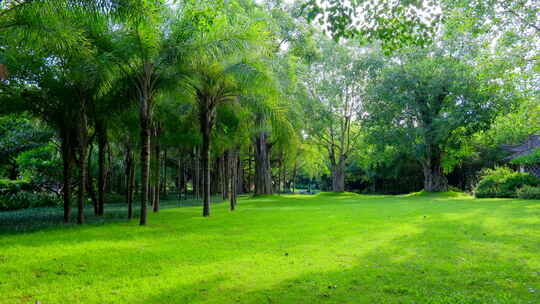 公园 树林 森林 草坪 草地 绿地 榕树