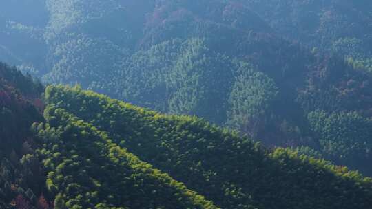 江南竹山竹海竹林竹叶生态环境航拍