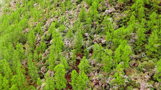 四川省阿坝州小金县结斯沟夏季高山花杜鹃花