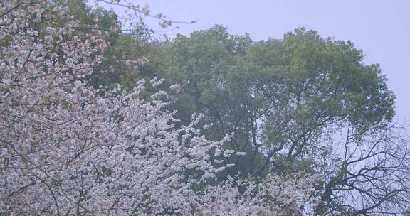 樱花全景