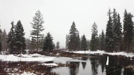 加拿大雪林中的一条河流