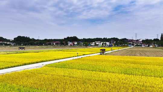 4k长沙隆平稻作公园秋收稻田航拍