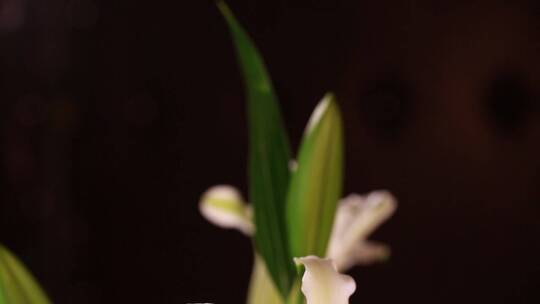 鲜花家居装饰百合花