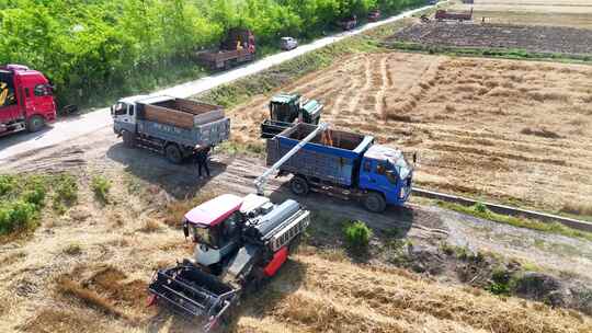 航拍上海崇明岛农场 夏收抢收冬小麦