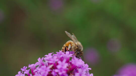 蜜蜂在柳叶马鞭草上采蜜视频素材模板下载