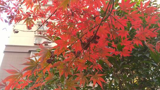 秋天里的红色枫叶阳光枫树