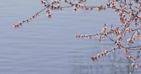 北京植物园湖面上的一枝桃花4K拍摄