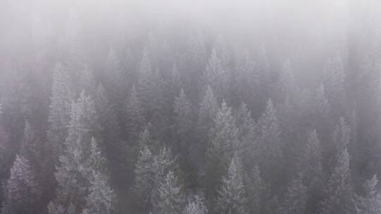 森林冬景航拍视频素材模板下载