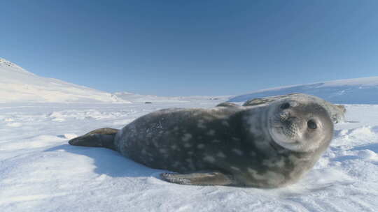 可爱的小威德尔海豹在南极雪地里快乐地玩耍