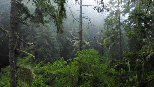 神秘森林笼罩着迷雾