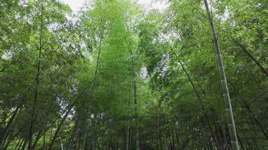 仰视视角下的茂密竹林景观