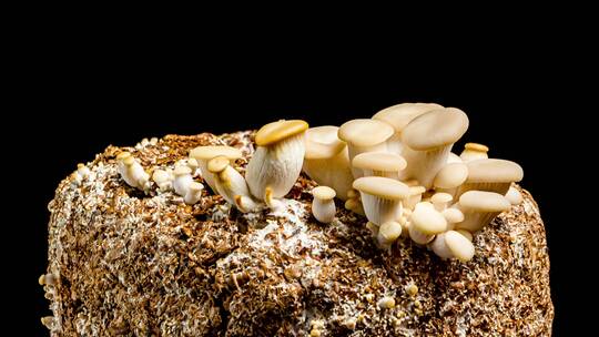 4k食用蘑菇生长大延时摄影