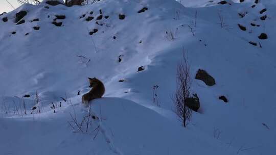 4K雪地里的赤狐 狐狸