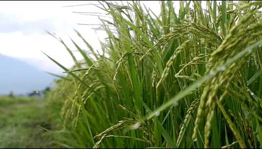 雨后的稻穗、生长的水稻