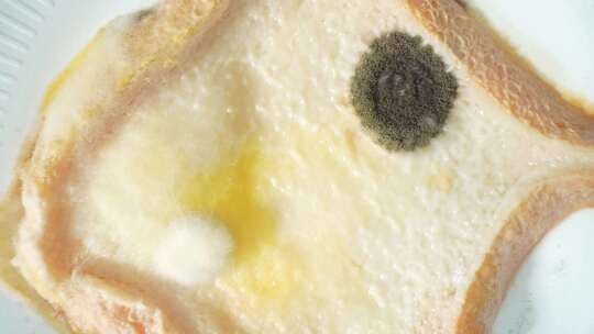 面包上霉菌和真菌的特写镜头。