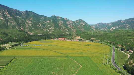 4K航拍向日葵花海    田野 农业种植