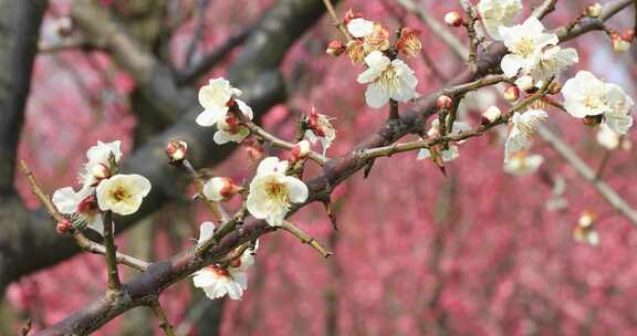 唯美阳光轻轻摇摆梅花 立春花开万物复苏