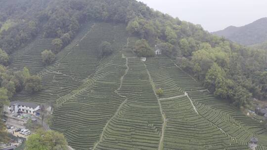 杭州西湖梅家坞茶园茶山