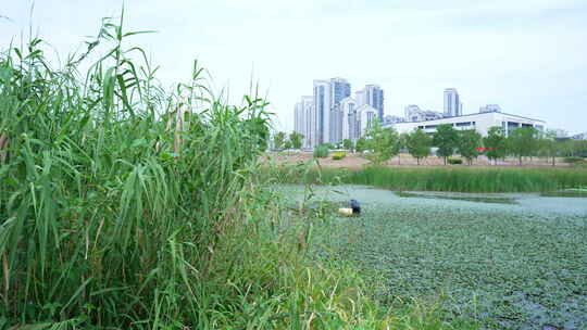 武汉江夏区黄家湖湿地公园