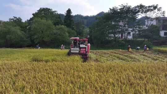 赣南稻田丰收