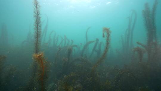 海底海草鱼类海洋生物