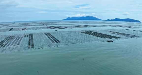 霞浦福建潮间带紫菜养殖0093