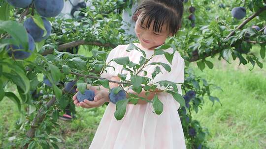 李子种植基地