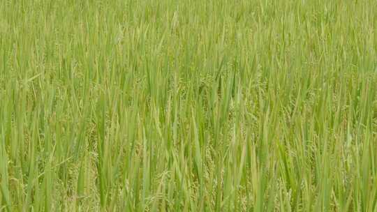 美丽的乡村水稻种植田